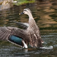 カルガモと水飛沫