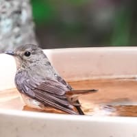 キビタキ♀