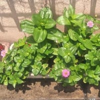 夏花日記　7