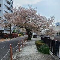 馬橋と北松戸との間の桜。。。