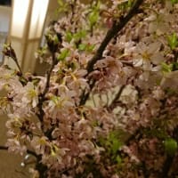 春がきた