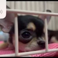 そこには見覚えのあるチワワちゃん