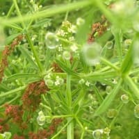 にこパパの思い出貯金「あっ！！きれい」ときめく瞬間を残してみよう。草花編