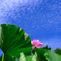 薬師池公園（7/13）