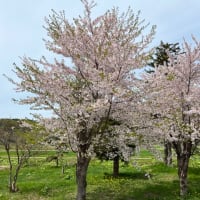 桜を求めて　その2