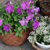 7月　猛暑の中のお花　頑張ってま~す!ミリオンベルとか・・・