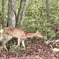 ラウンド旅@北海道 ③ 🏌️‍♀️
