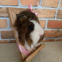 モルモット　パフェちゃん　（メモリアル）