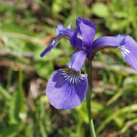 五味池破風高原のレンゲツツジ。グンバイヅル・ササバギンラン。クロムネアオハバチ・コルリクワガタ（妻女山里山通信）
