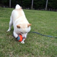 🍀5月22～24日のワンちゃん達🍀