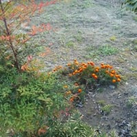 百合の花咲く畑には