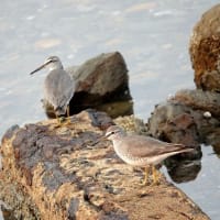 05/30探鳥記録写真：狩尾岬の鳥たち（キアシシギ三昧、）