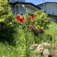 夏の花！？