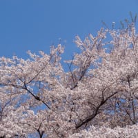 ～御衣黄桜が咲き始めたよ～