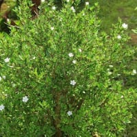 「はくちょうげ」の花です。