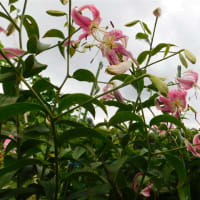 我が家にも百合の花