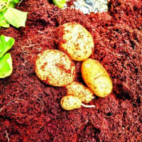 じゃがいも収穫　第一弾