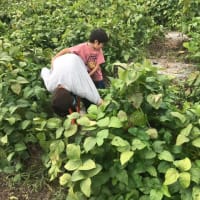 丹波篠山の黒枝豆の収穫体験！