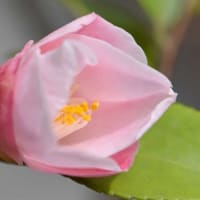 鉢植えの椿（１２）「春風」