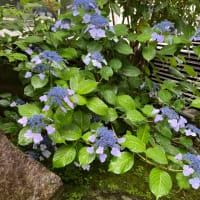 悲しくて悔しくて情け無い