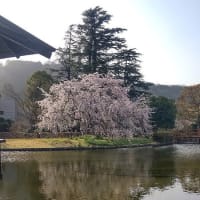 3/25 しだれ桜 (城北公園　静岡市)
