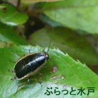 水戸の昆虫(16)