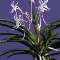 富貴蘭「紅　栄」の花()過去の画像倉庫から)