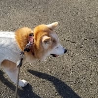 クリンへの想いは尽きなくて・・・311