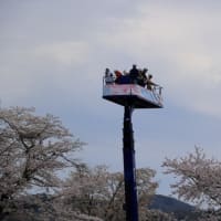 岡山の桜、三休公園、津山城址