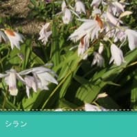 2025ー06(^_-)-☆ひろし曾爺の生涯学習＞ご近所や我が家で６月終わり頃に咲いている花達！