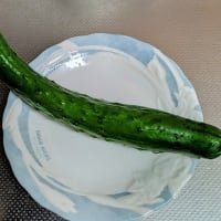 キュウリ、初収穫