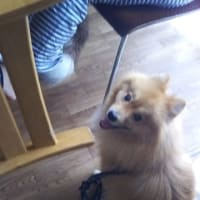 個人引き取りの子