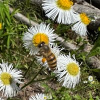 ヒメジョオン（姫女苑）に蜜蜂