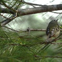 日本最小の野鳥『キクイタダキ』