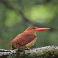 ヤブラン　薮蘭　ユリ科　花壇の木陰で良く見かけ、紺色の実を付けます。今日の野鳥：アカショウビン