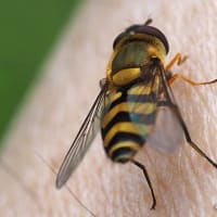 五味池破風高原のレンゲツツジ。グンバイヅル・ササバギンラン。クロムネアオハバチ・コルリクワガタ（妻女山里山通信）