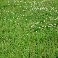 風薫る５月…庭や道端の花など