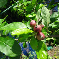 庭景　～リンゴが膨らんできました～　2024/05/13