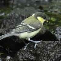 いつもの公園