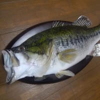 ブラックバス」の剥製が完成しました! - 虫さん魚さん ブラックバス」の剥製が完成しました! - 虫さん魚さん