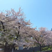 スカイツリーと桜🎶