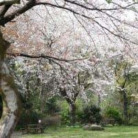 桜のとき（MTBで･･･こもれびの森へ･･･）