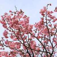 ★靖国神社の標準木「ソメイヨシノ」が開花宣言