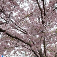 花だより・・・。『桜』(2024/4月)