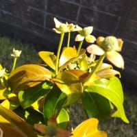 ヤマボウシ： 蕾が一杯付いて