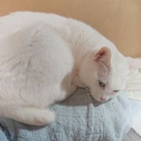 貼り猫マグネットコレクション