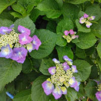 アジサイ（我が家の花）