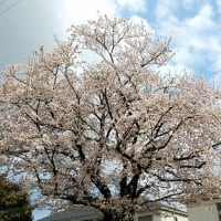 支え合いの会で「桜を見る会」を開催しました