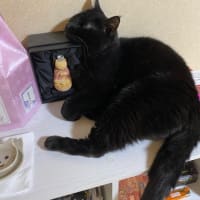 今日のくーちゃん