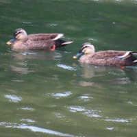 出会った生き物たち～宇治川散歩2025/5下旬（5）